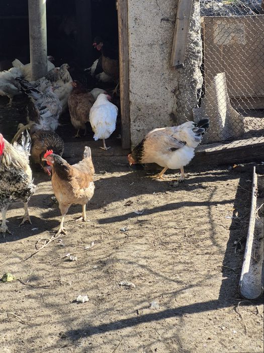 Продам курец домашних