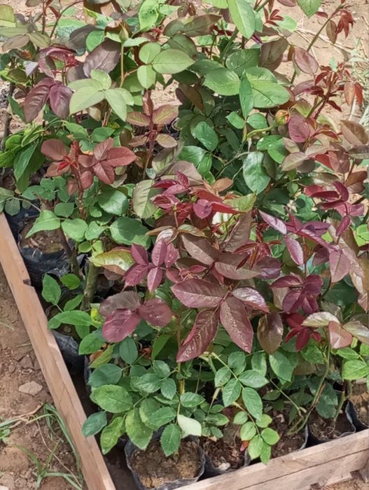 Gul kochatlari sotiladi 10 000 mingdan