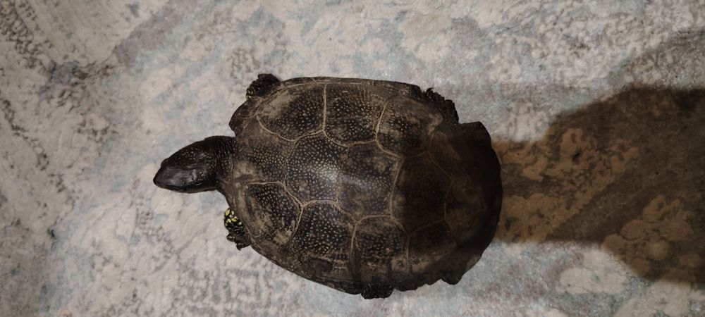 Vând broasca țestoasă de Europa. O vând cat mai rapid deoarece nu am loc unde sa o pun