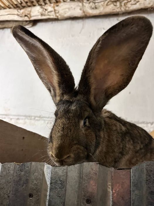 Куёнлар сотилади