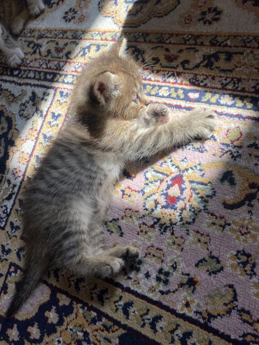Котята бесплатно