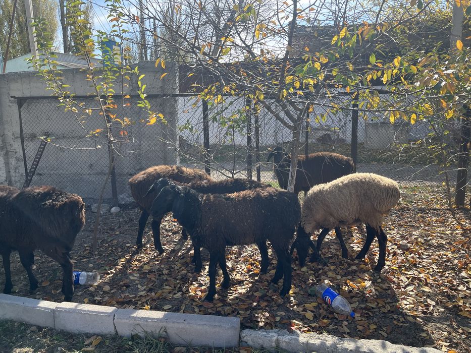 Қой, қошқар, сек сатылады