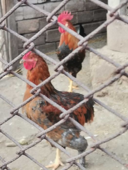 Продавам петли на 9 месеца