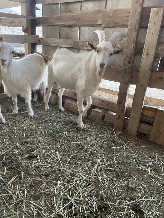 Теке сатылатды