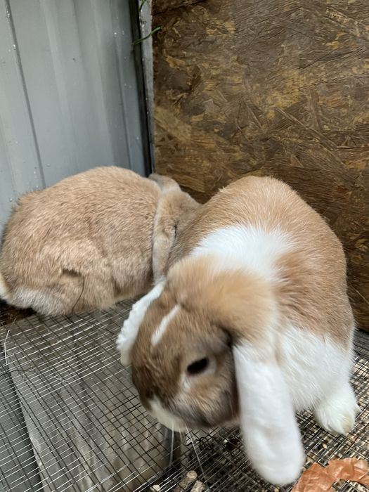 Куйон карлик срочно тоза конли