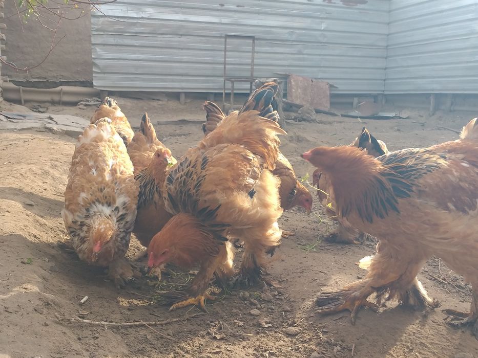 Brama tawiqlari satiladi 8 ayliq 150 min som 6 shtuk bar