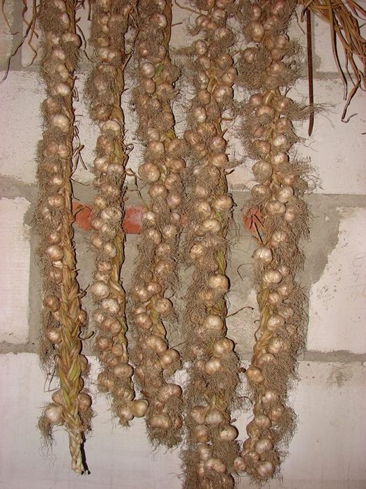 Usturoi românesc