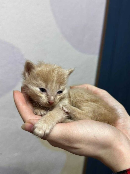 Срочно отдам котят