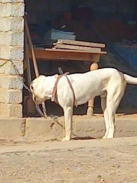 Алабай щенок кобель