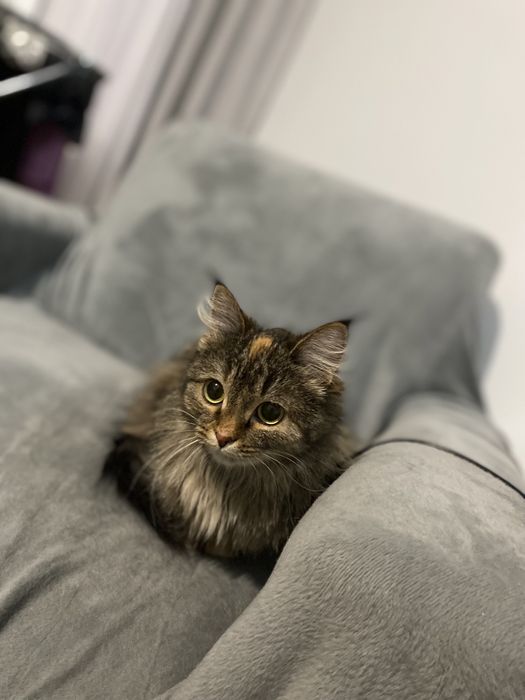 Брошенка ищет дом