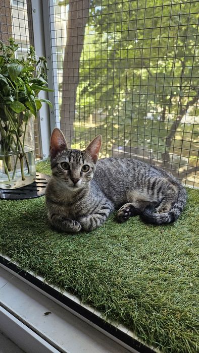 Adoptie pui pisica baietel