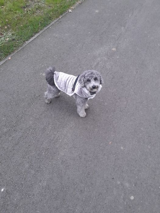 Cazare animale de companie