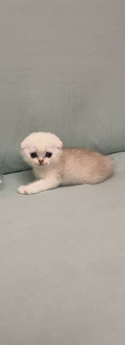 Toza qon mushuklar  2 oylik