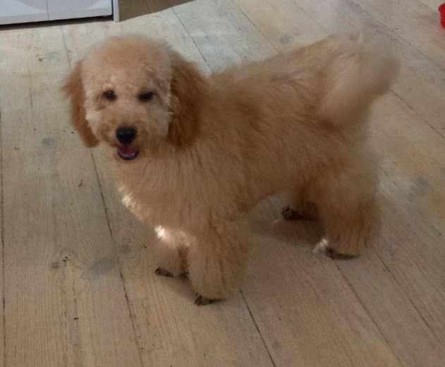 Продаётся щенок карликовый пудель.