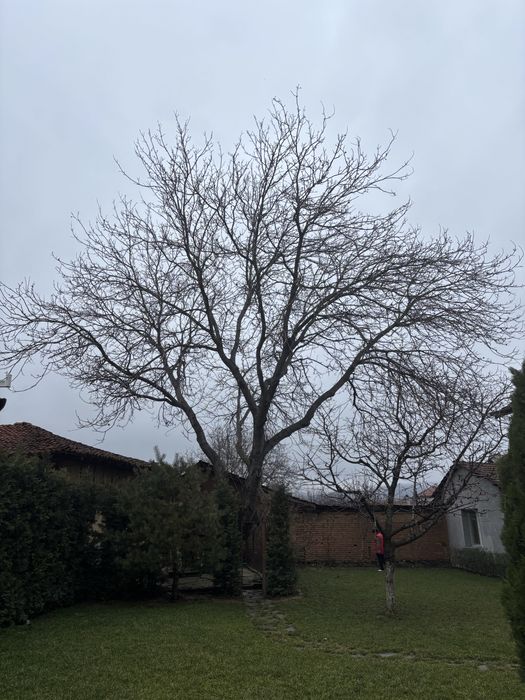 Премахване на опасни дървета • Кастрене • Подръжка • Извозване