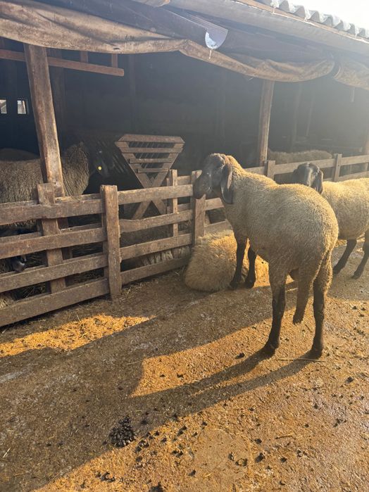 Berbec carabas bulgăresc