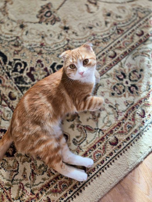 Кошки и котики в добрые руки