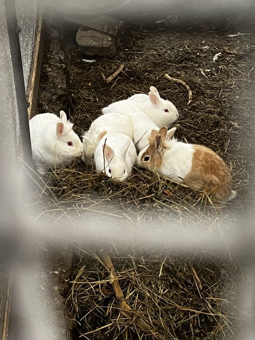 Vand superbitati de companie