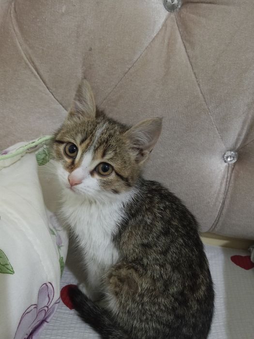 Котята кошки мысык