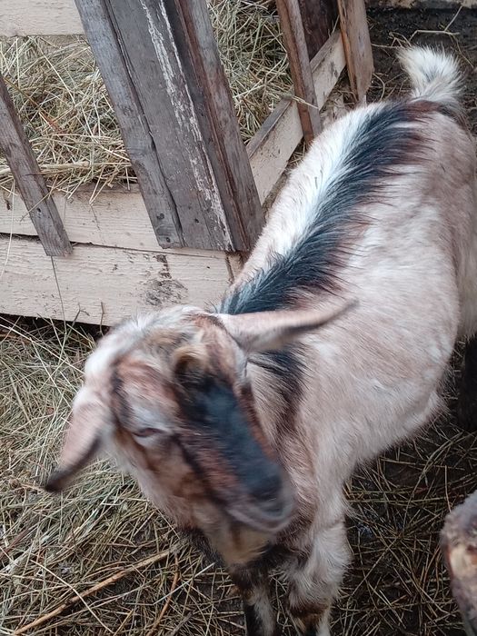 Vând 4 capre şi un țap