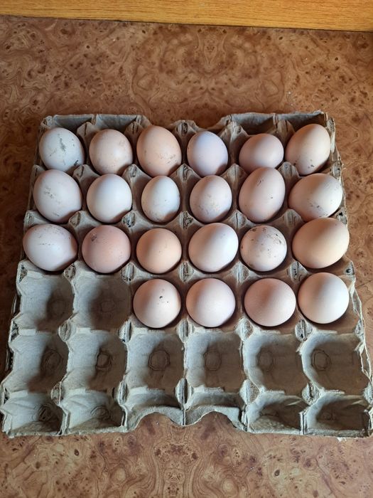 Кучинское    яйцо цыцовые