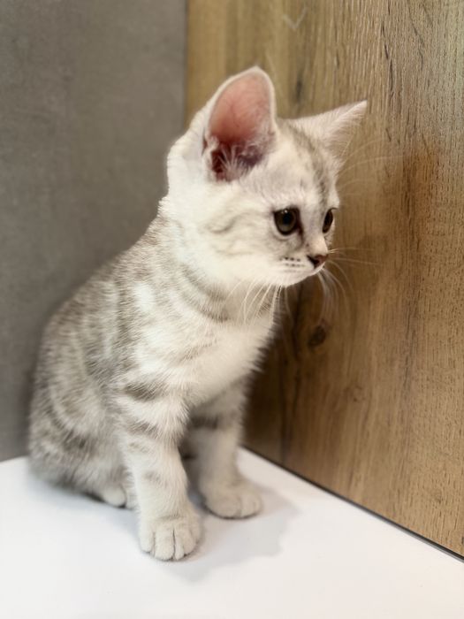 Продам котёнка срочно