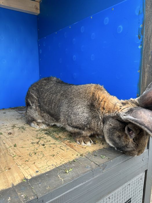 Vind iepuri urias  german de transilvsnia