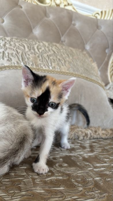 Отдам котят в добрые руки