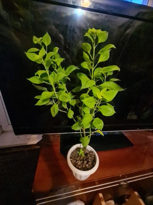 Цветок  Колиус домашний