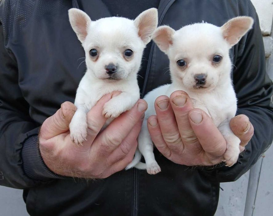 Чихуахуа кученца мъжки и женски