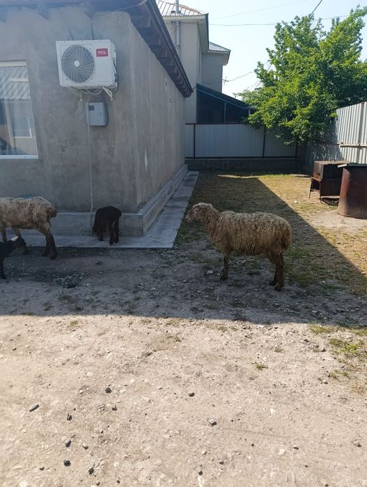 Продаются матки с ягнятами