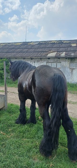 Vand armăsar de 4 ani