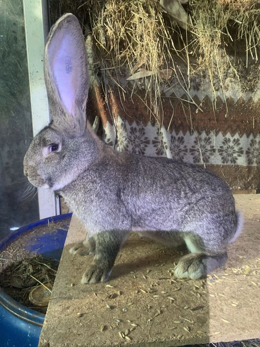 Vand iepuri urias german