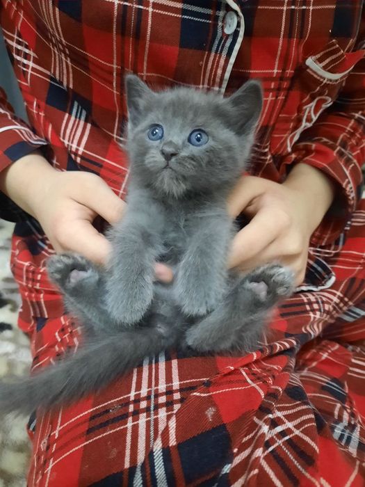 Skotish strayt o'g'il bolasi 2 oylik