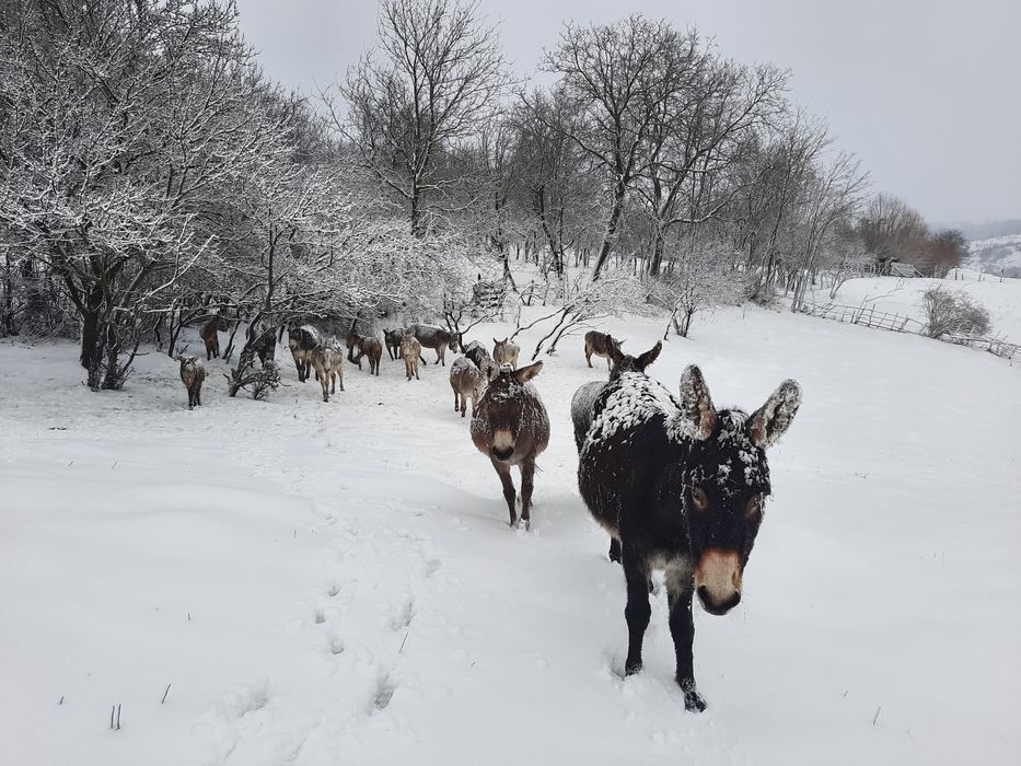 vând lapte de magarita