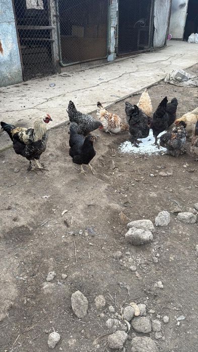 Продается Куры домашние!