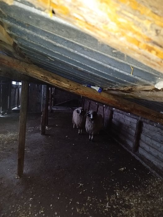 Vând berbeci brezii