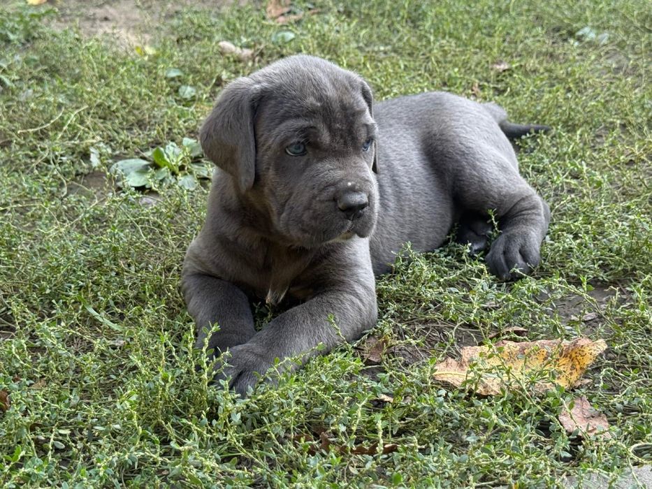 Pui Cane Corso.