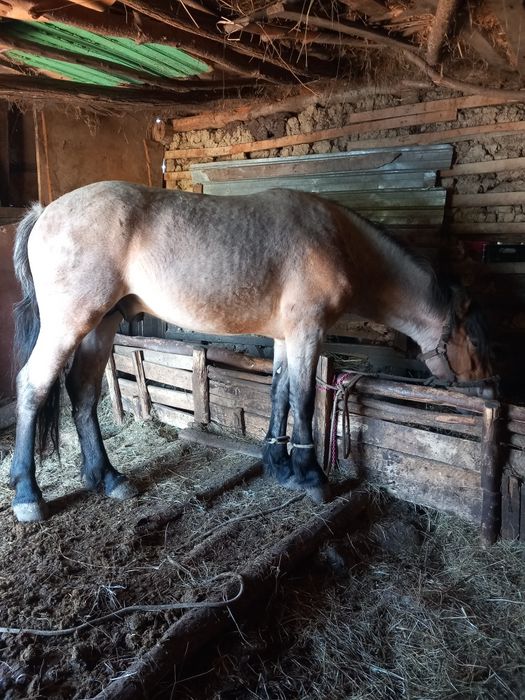 Vand cai de varsta mare