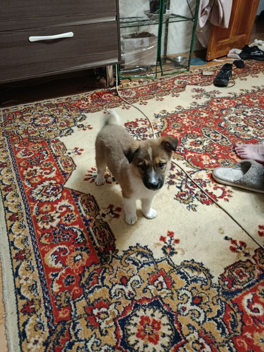 Собака щенок помесь