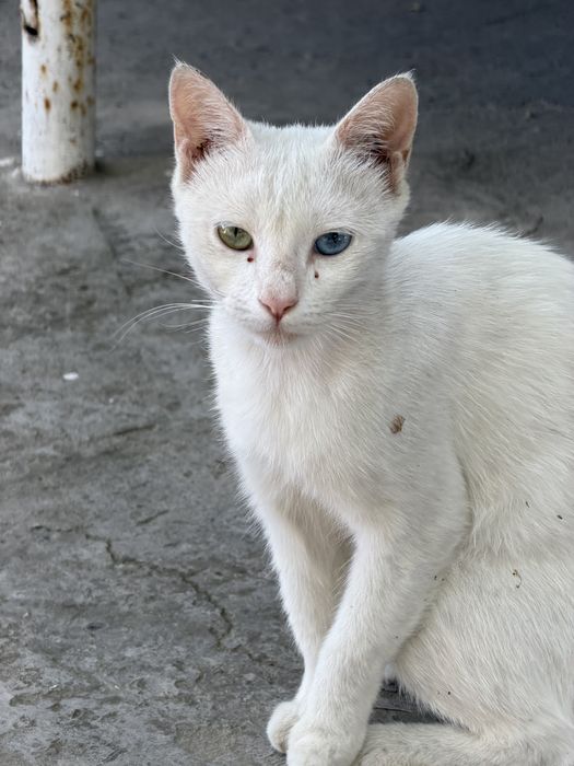 Mushuk 2xil rangli ko’zli, oq rang qiz bola mushuk