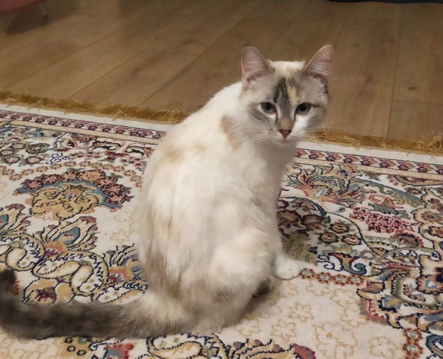 Отдам в добрые руки кошечку