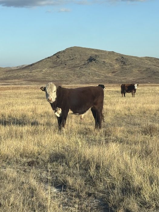 продам быка 2года