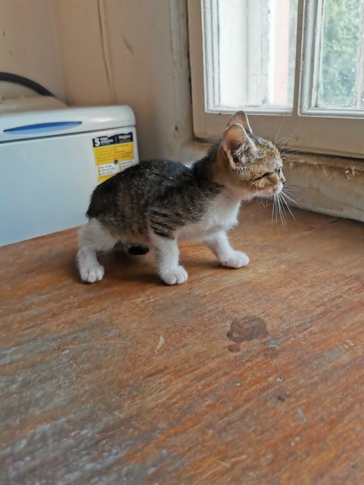 Ofer pentru adoptie pisoi