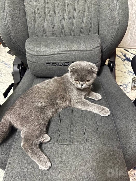 Продаётся Котёнок