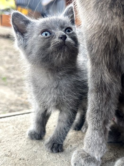 Котята отдам в хорошие руки