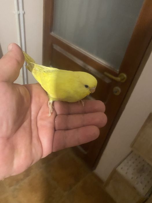 Papagali perusi de vanzare