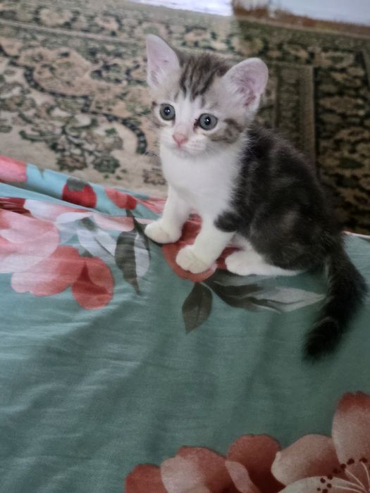 Отдам котят в добрые руки