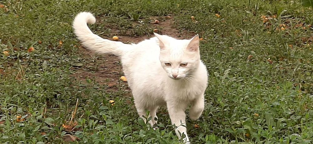 Белая кошечка ищет новый дом