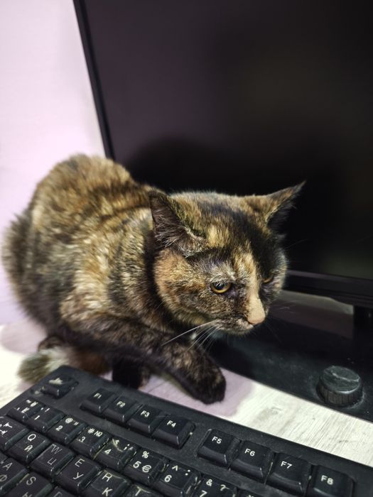 Mushug hadyaga beriladi